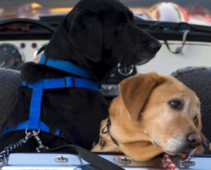 dogs with safety belts on 300px